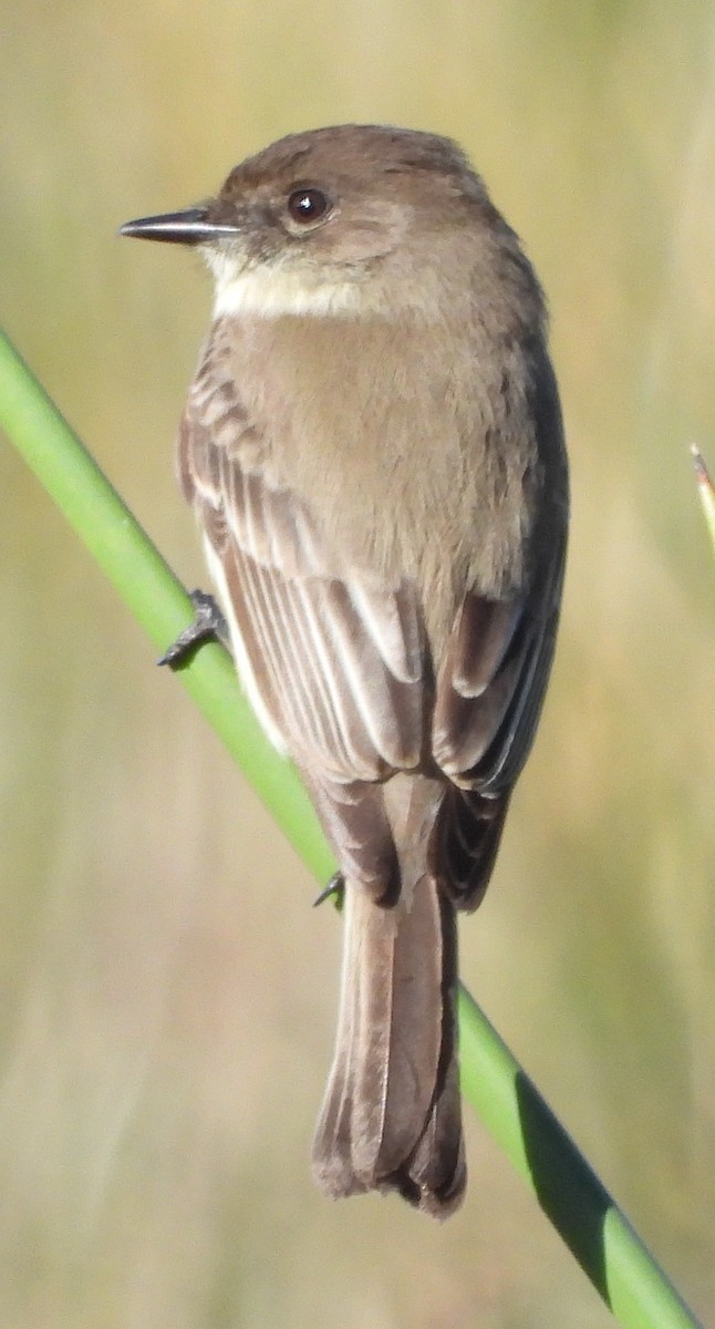 Eastern Phoebe - ML647049430