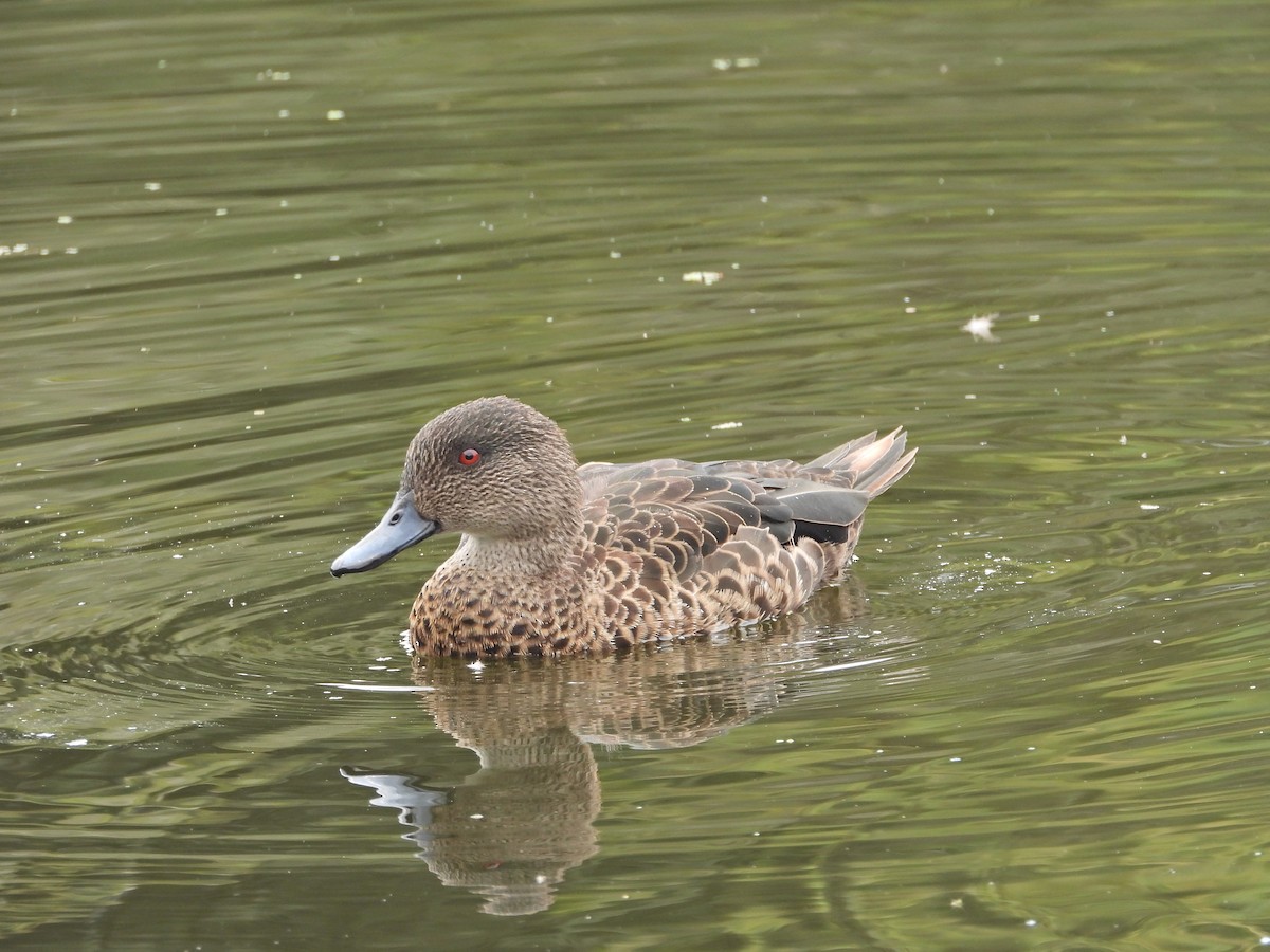 Chestnut Teal - ML647049436