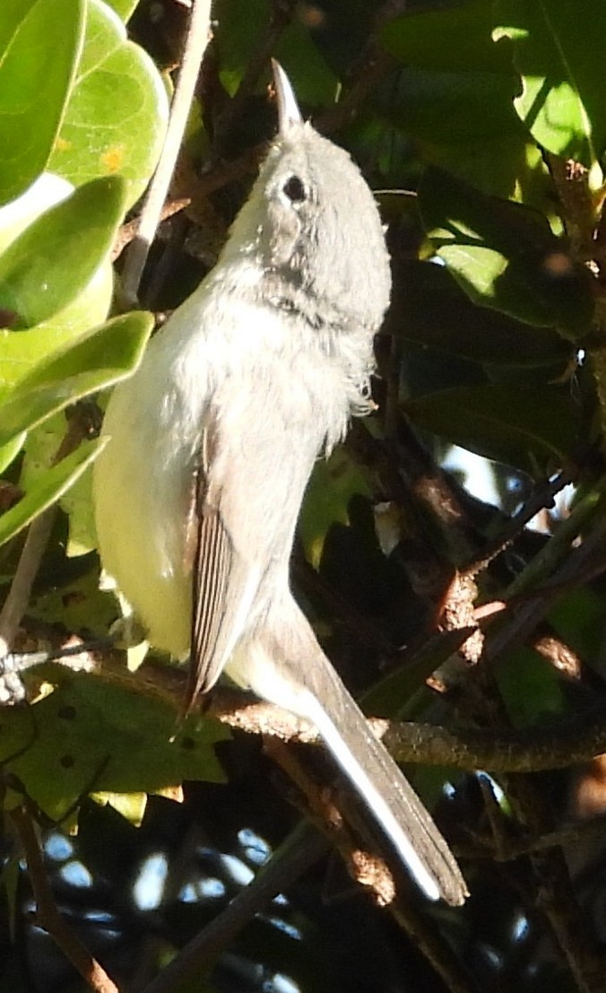 Great Crested Flycatcher - ML647049441