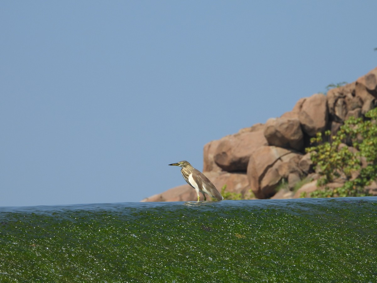 Indian Pond-Heron - ML647049442