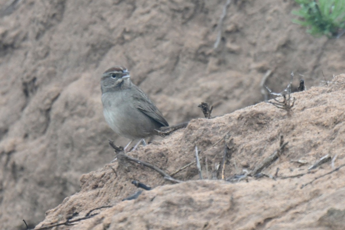 Rufous-crowned Sparrow - ML647049450