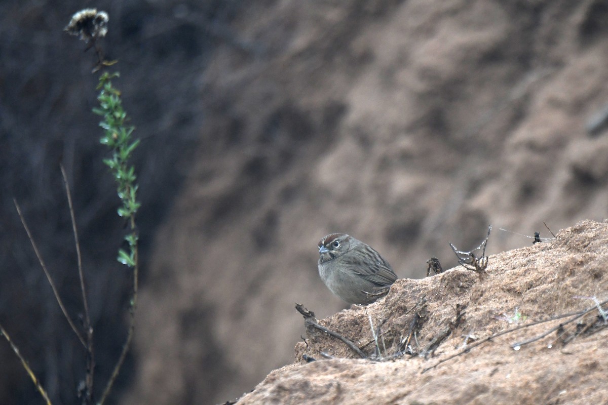Rufous-crowned Sparrow - ML647049451