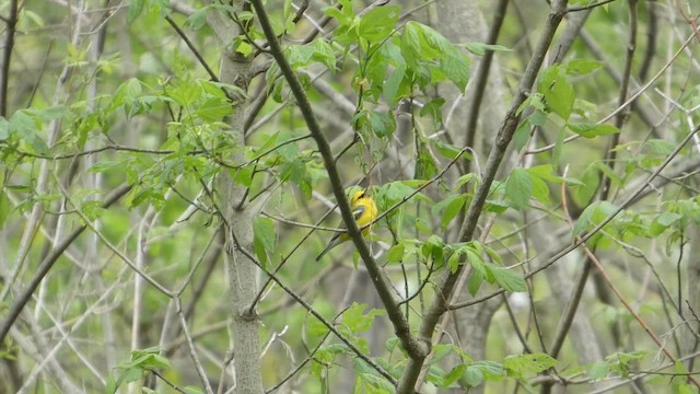 gullvingeparula x blåvingeparula (hybrid) - ML647049452