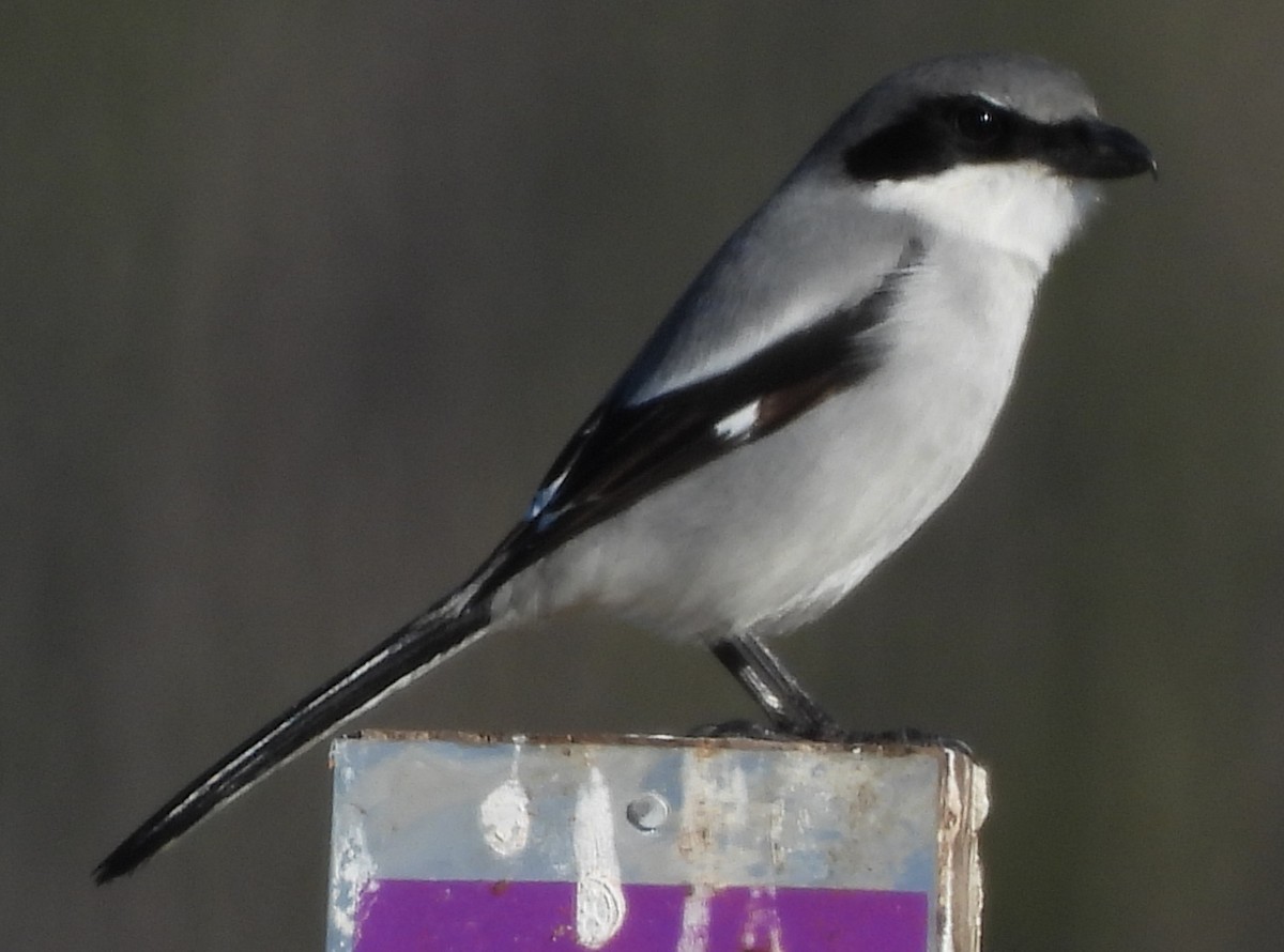 Loggerhead Shrike - ML647049463