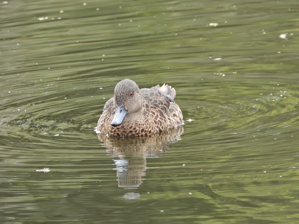 Chestnut Teal - ML647049464