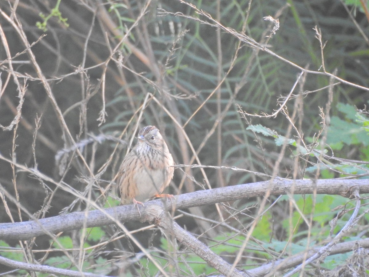 Lincoln's Sparrow - ML647049465