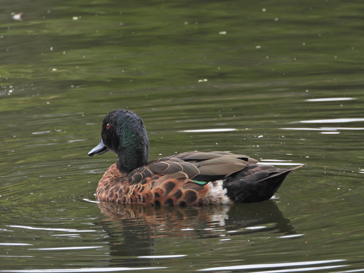 Chestnut Teal - ML647049471