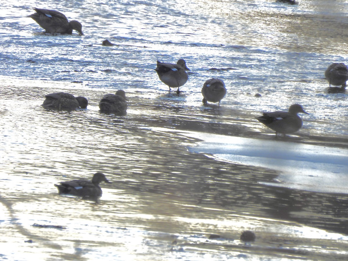 Нерозень - ML647049472