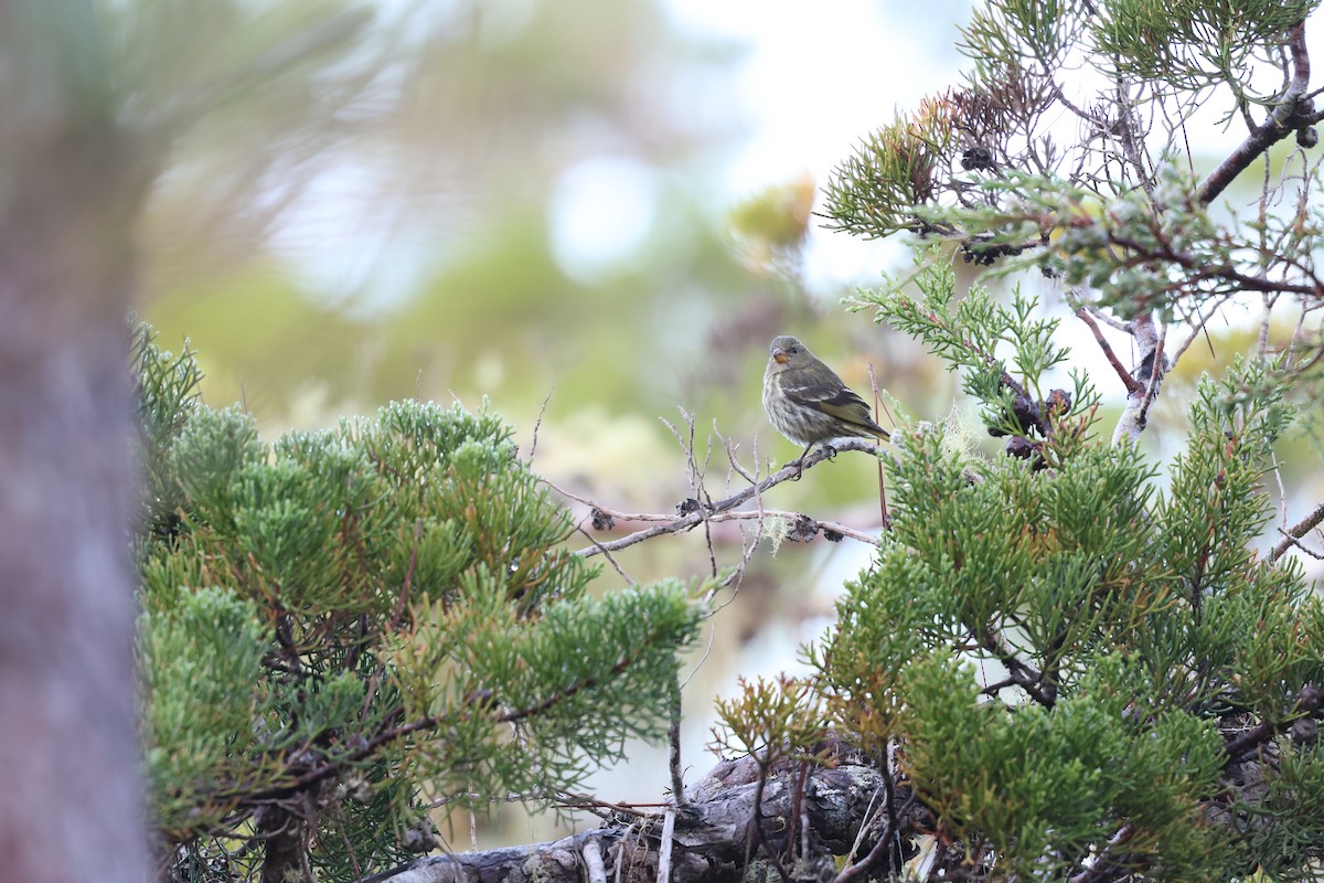 Antillean Siskin - ML647049475