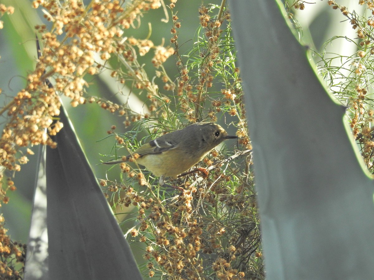 Ruby-crowned Kinglet - ML647049477