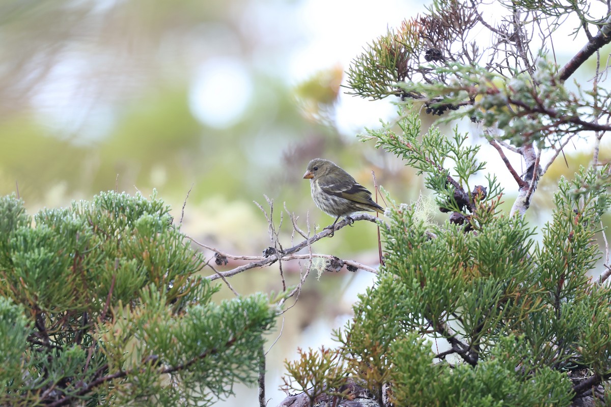Antillean Siskin - ML647049482