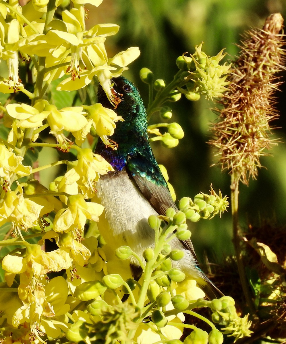 シロハラタイヨウチョウ - ML647049483