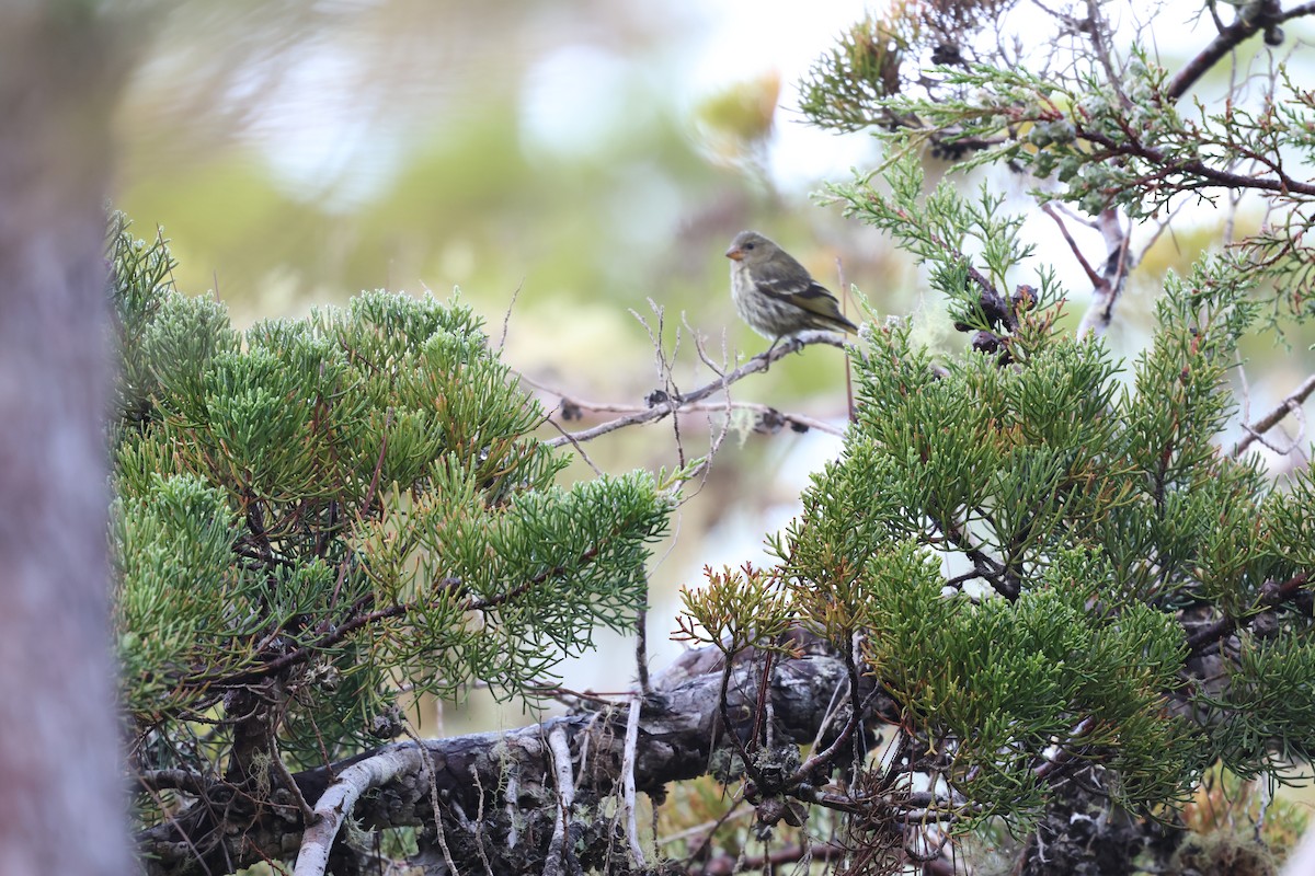 Antillean Siskin - ML647049488