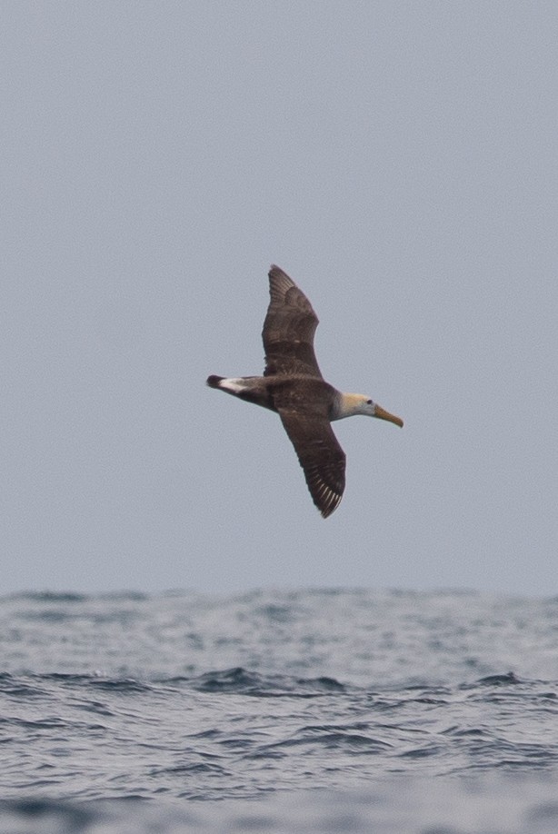 Waved Albatross - ML647049500