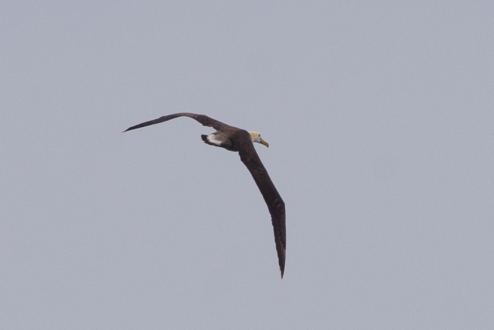 Waved Albatross - ML647049501