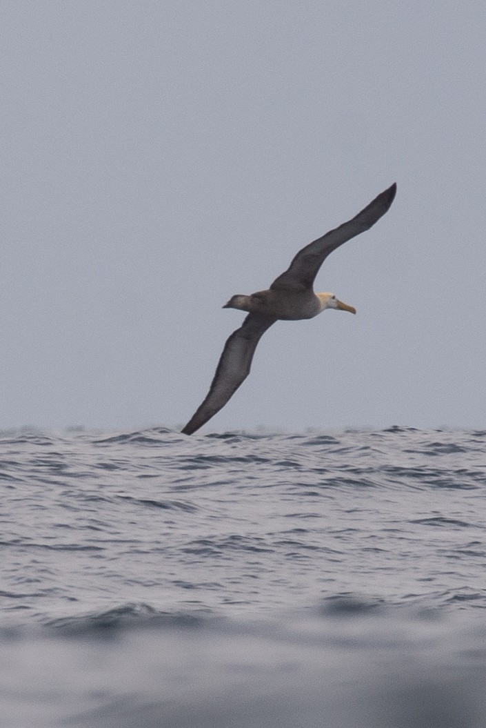Waved Albatross - ML647049502