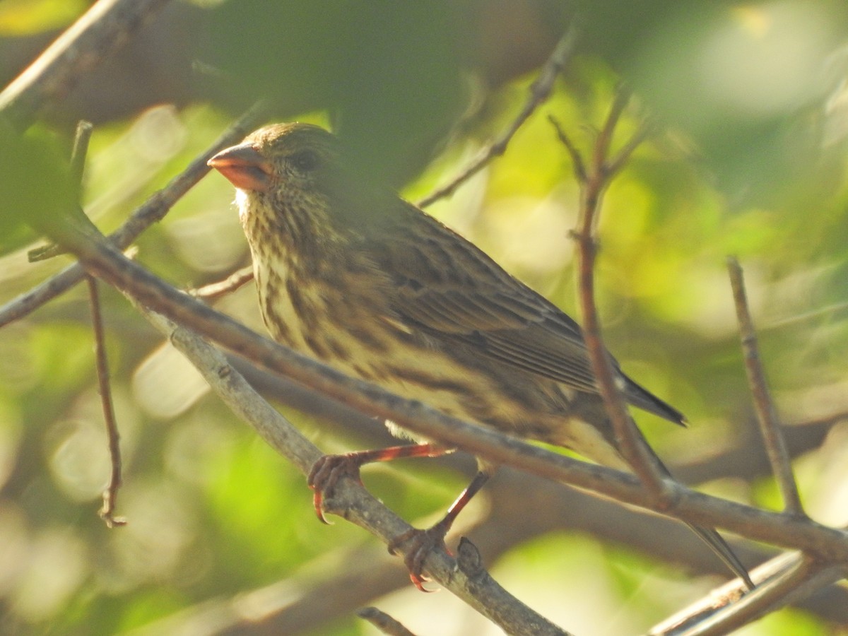 Roselin pourpré - ML647049504