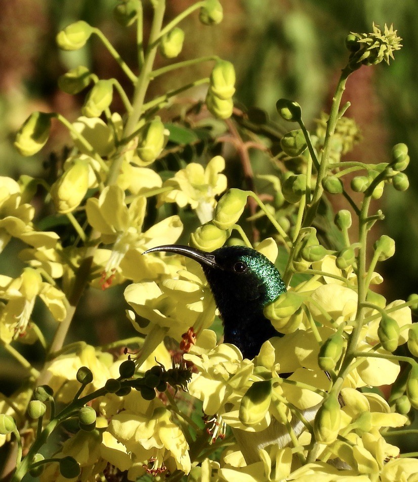 シロハラタイヨウチョウ - ML647049507
