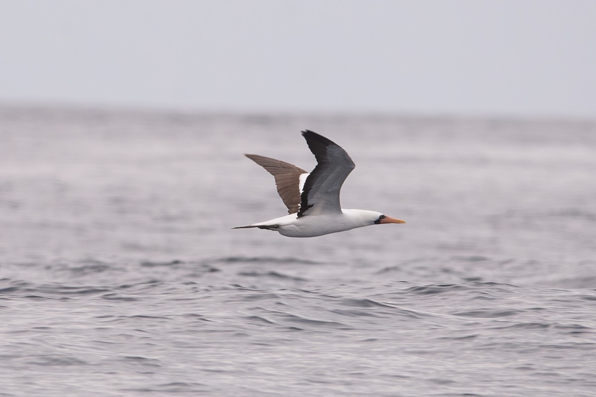 Nazcatölpel - ML647049509