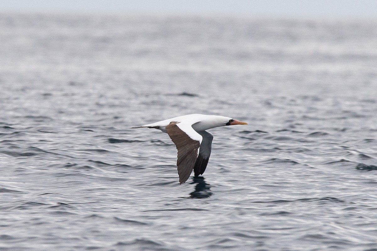 Nazcatölpel - ML647049510