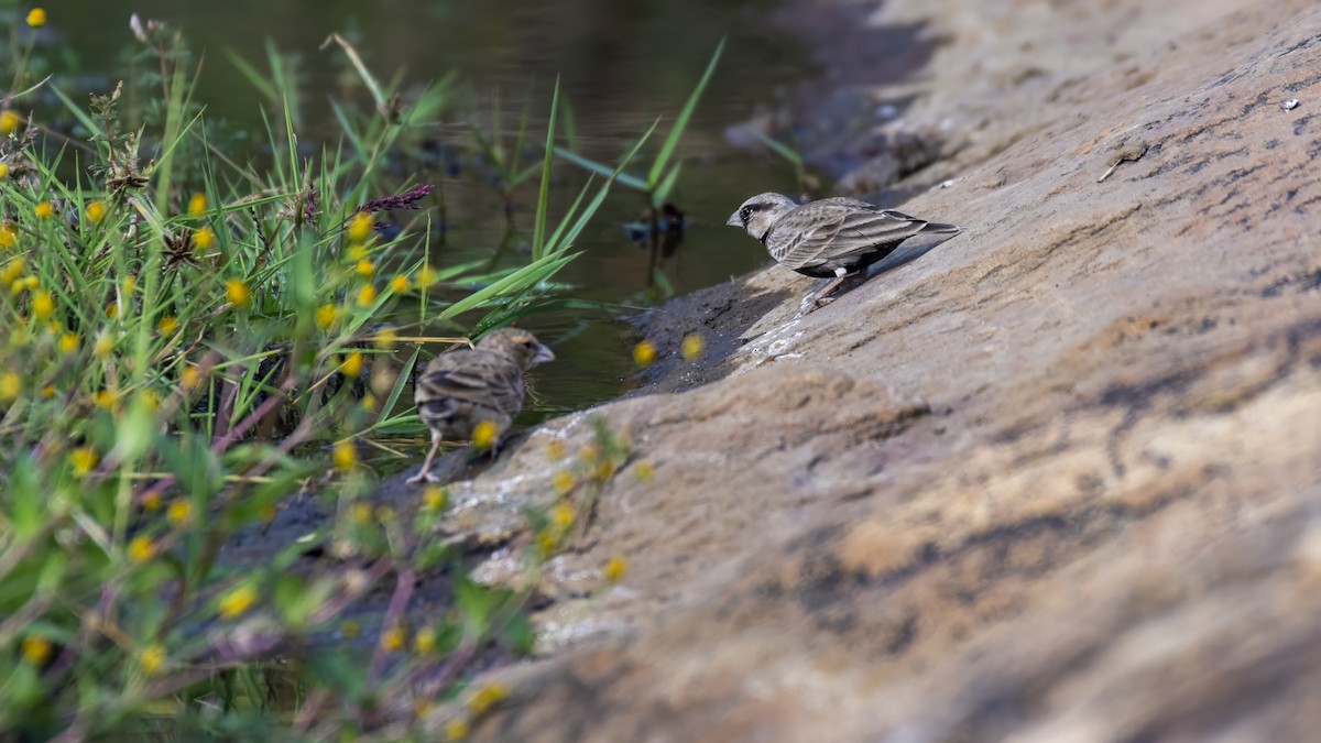 Ashy-crowned Sparrow-Lark - ML647049511