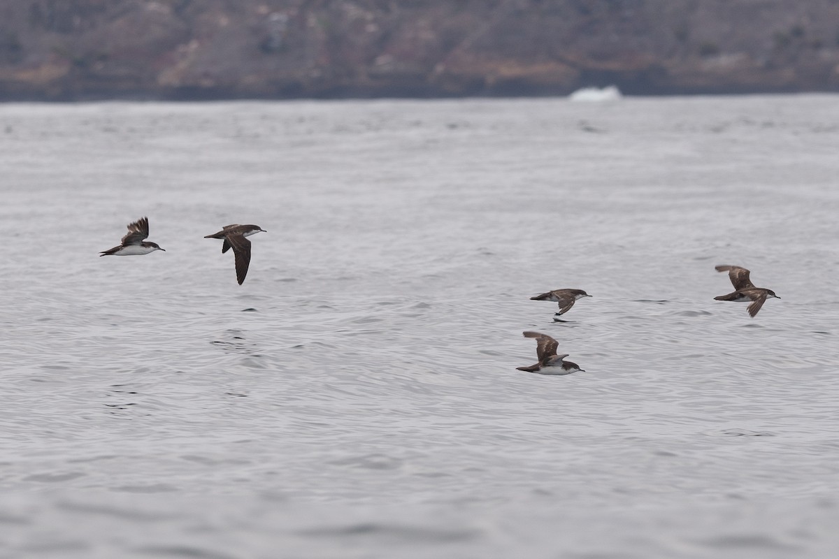 Galapagos Shearwater - ML647049512