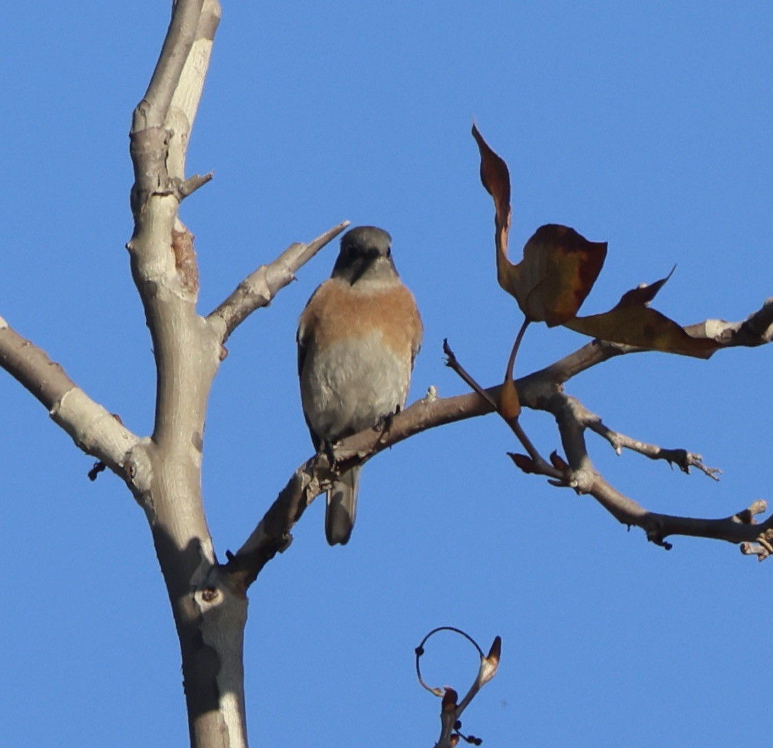 Batılı Mavi Ardıç - ML647049517