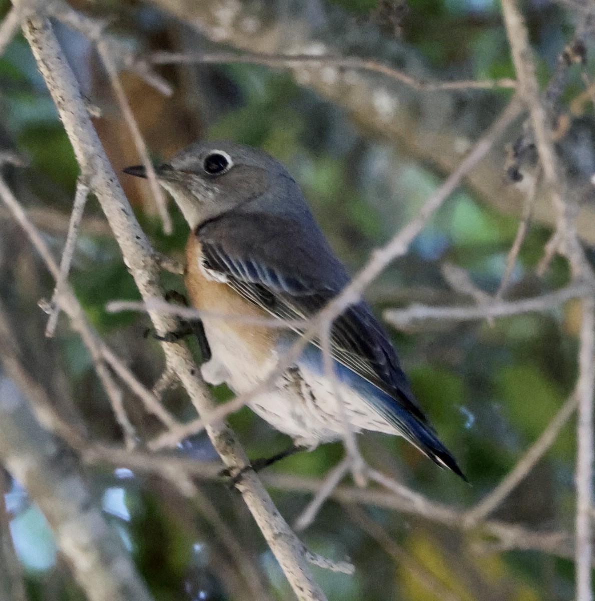 Batılı Mavi Ardıç - ML647049518