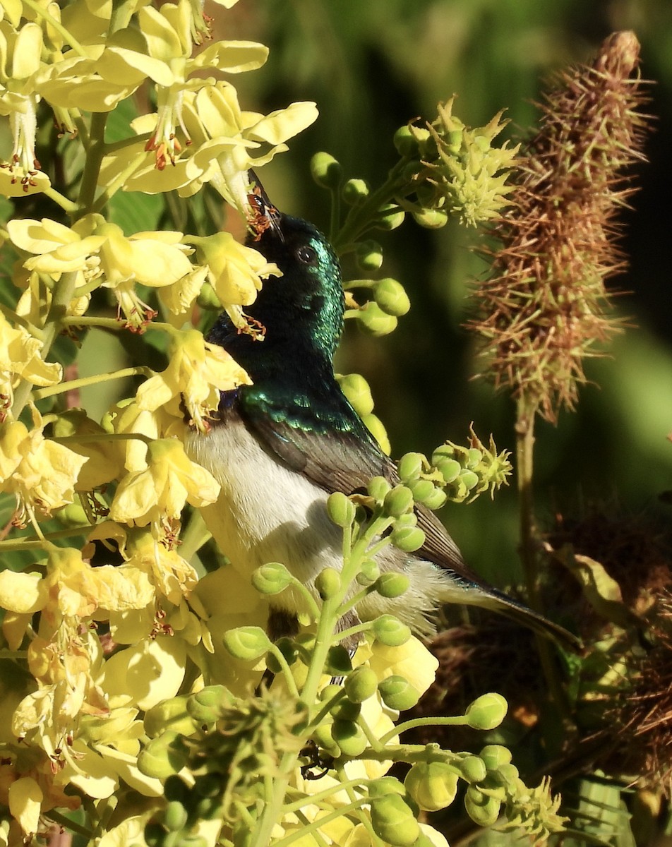 シロハラタイヨウチョウ - ML647049524