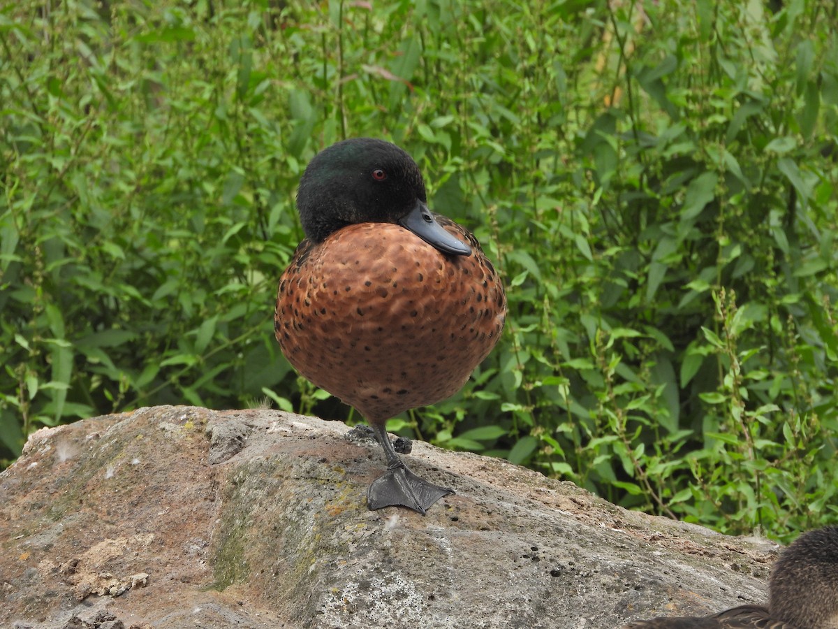 Chestnut Teal - ML647049526