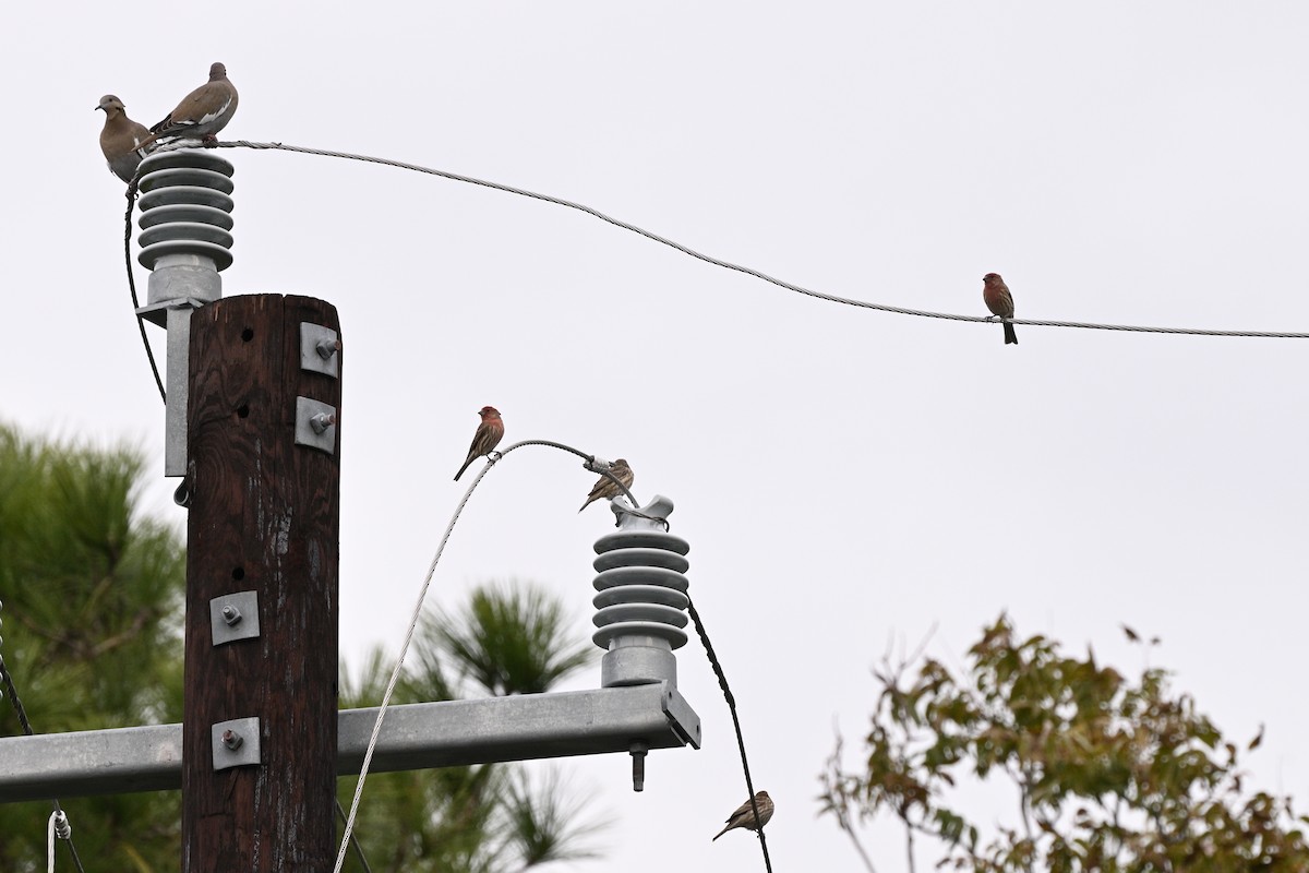 House Finch - ML647049527