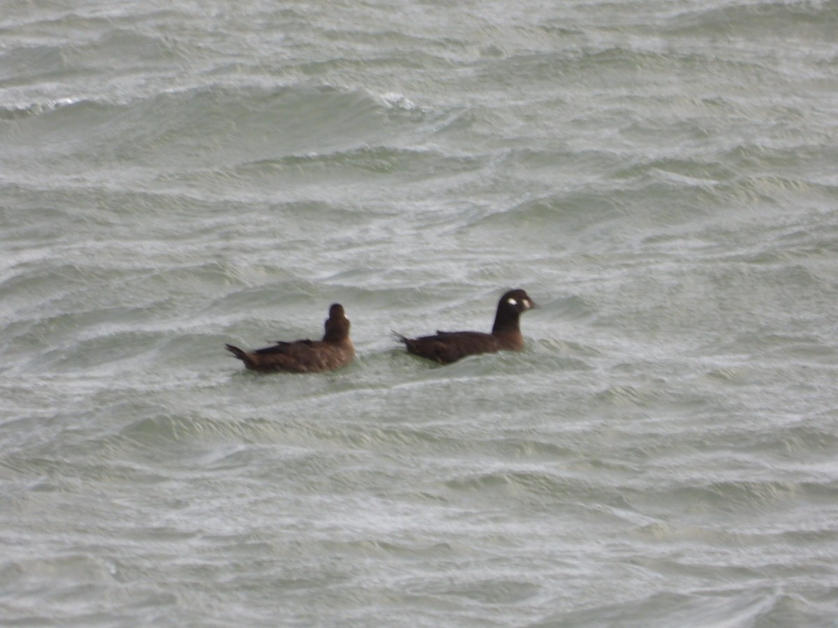 Palyaço Ördeği - ML647049532