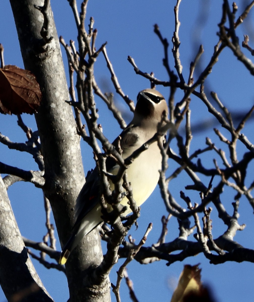 Кедровый свиристель - ML647049535