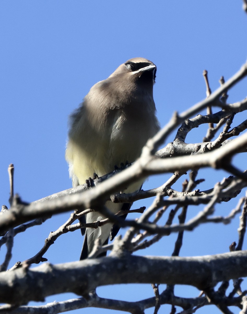 Кедровый свиристель - ML647049536