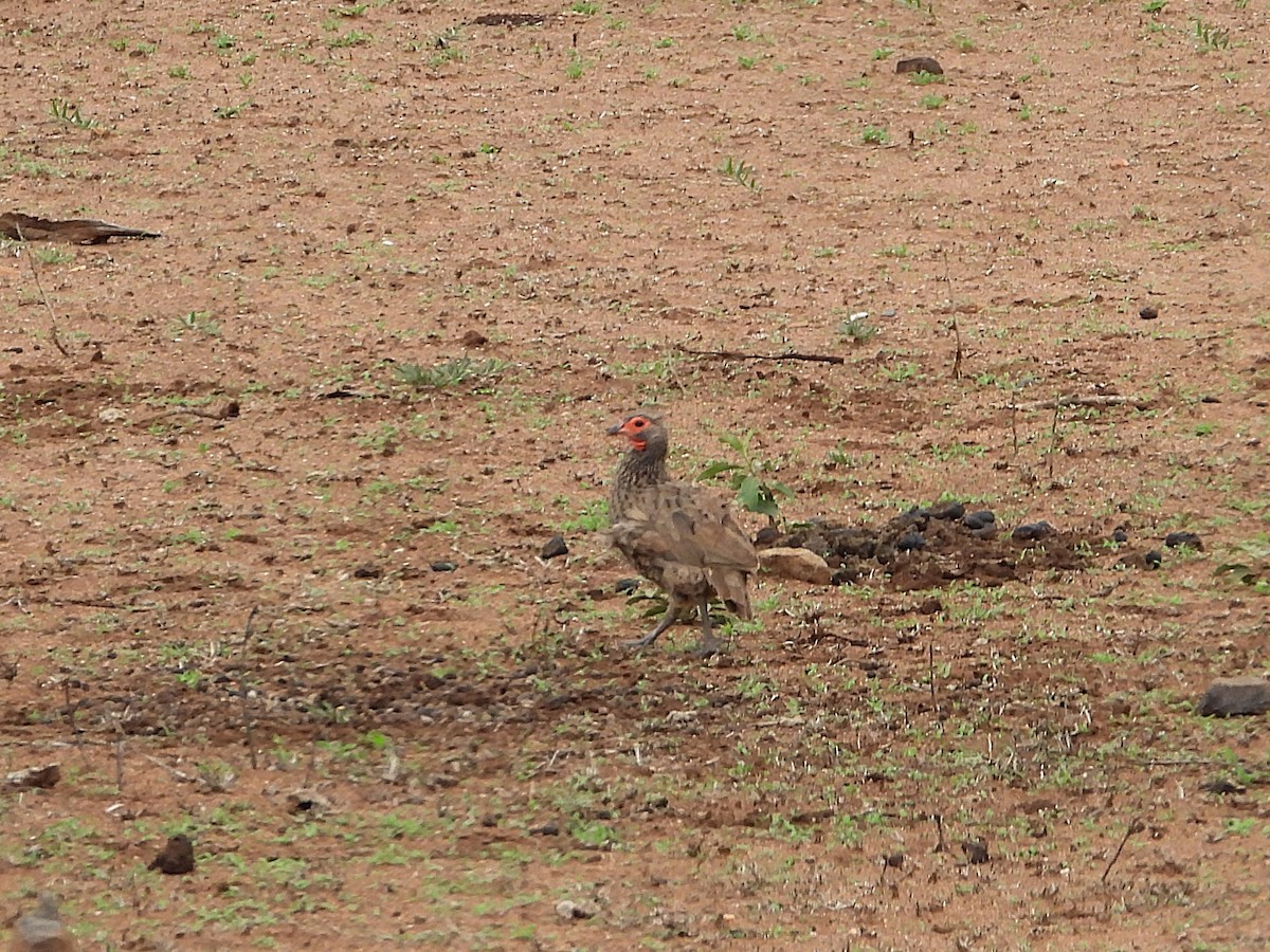 Swainson's Spurfowl - ML647049538