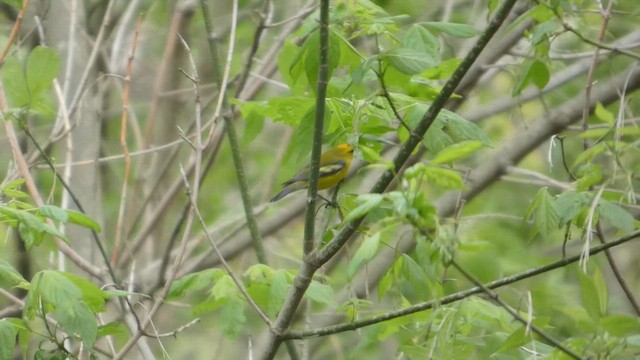 gullvingeparula x blåvingeparula (hybrid) - ML647049544