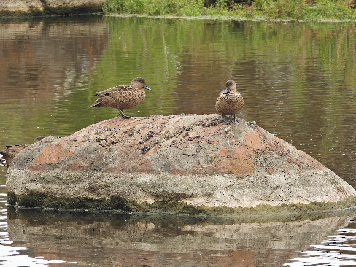 čírka bělohrdlá - ML647049555