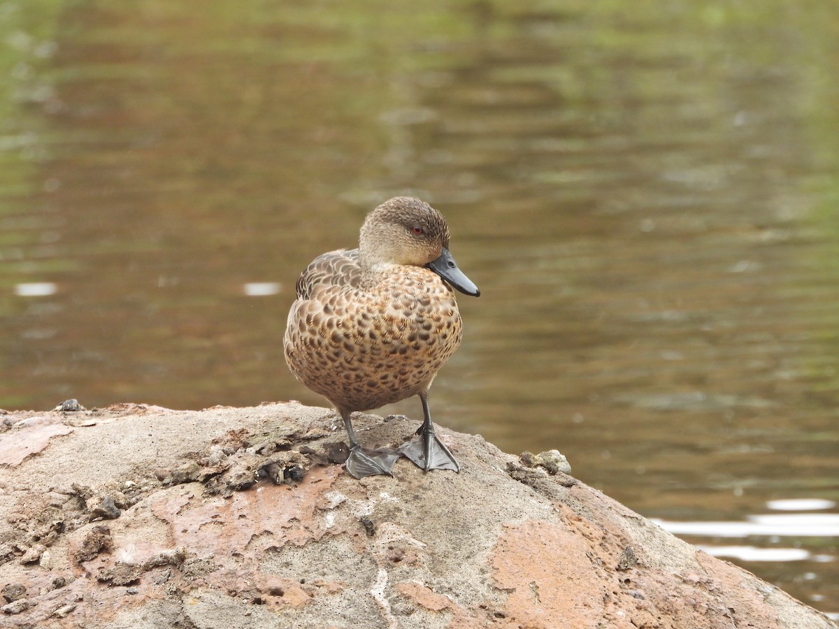 čírka bělohrdlá - ML647049559