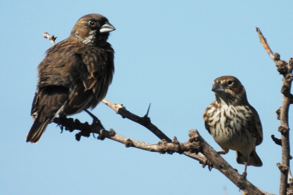 カタジロクロシトド - ML647049561