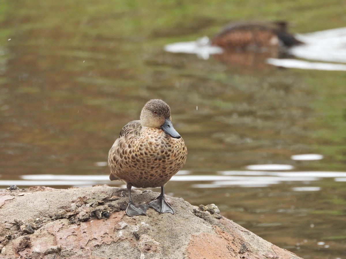 čírka bělohrdlá - ML647049562