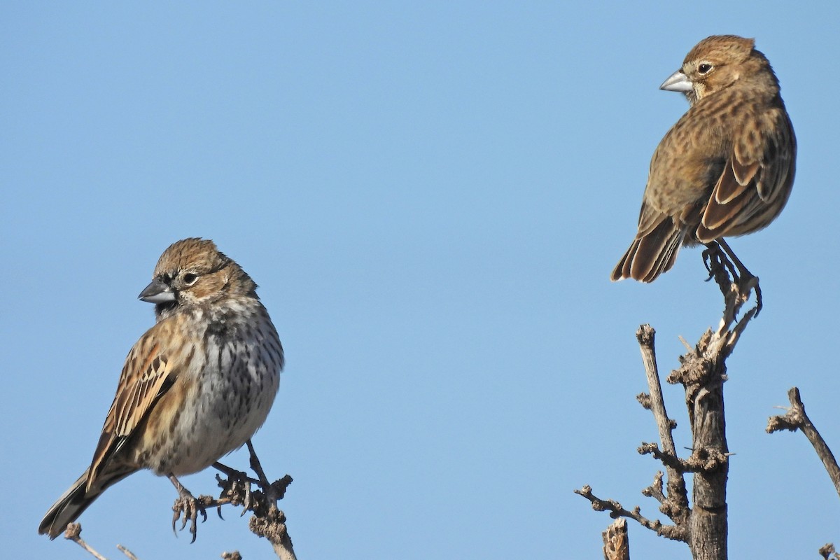 カタジロクロシトド - ML647049564