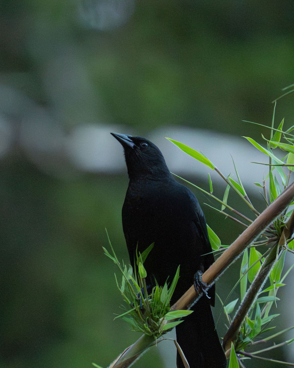 Tordo Patagón - ML647049568