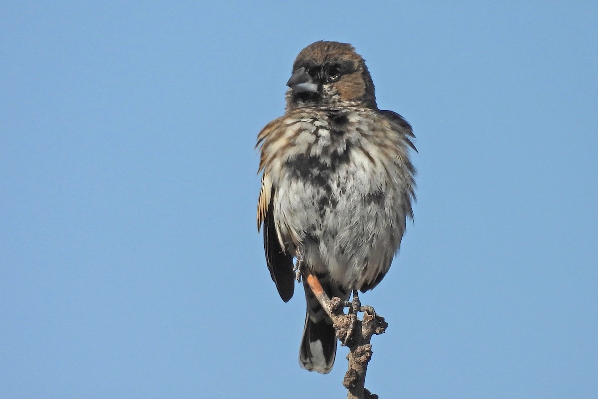 カタジロクロシトド - ML647049569