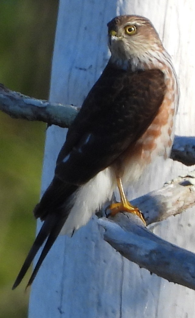Sharp-shinned Hawk - ML647049571