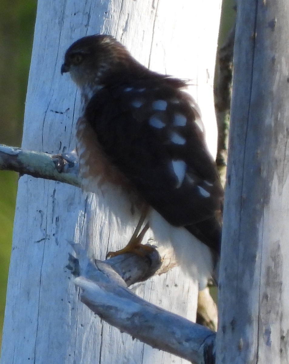 Sharp-shinned Hawk - ML647049572