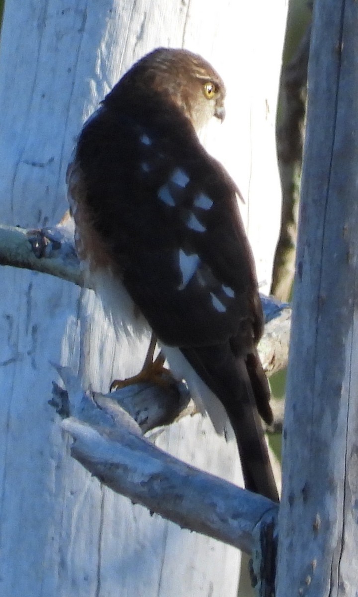 Sharp-shinned Hawk - ML647049573