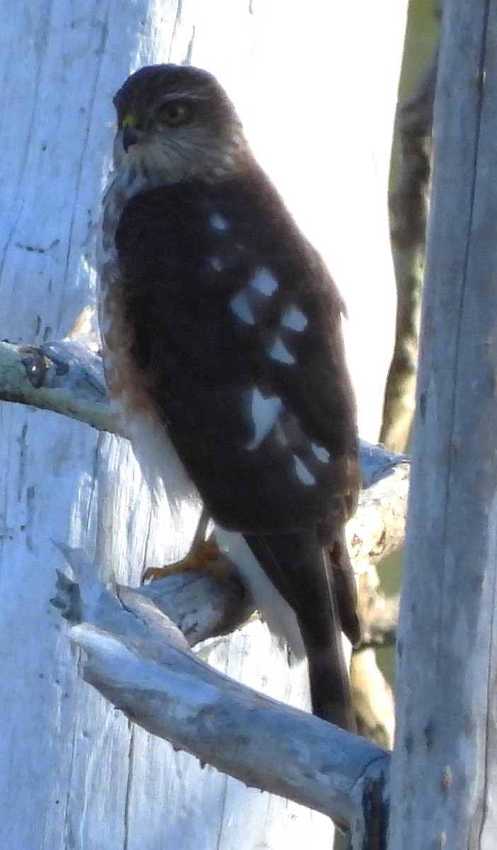 Sharp-shinned Hawk - ML647049574