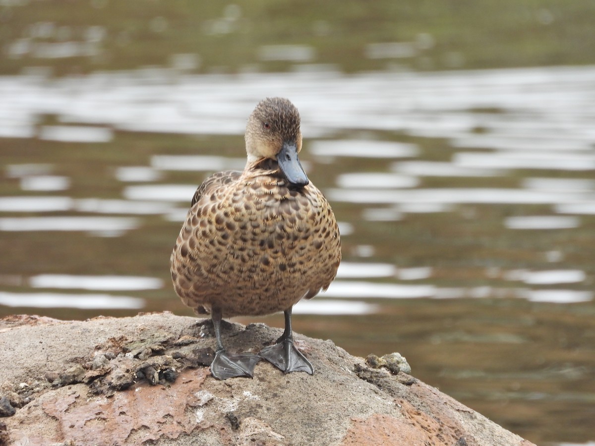 čírka bělohrdlá - ML647049581