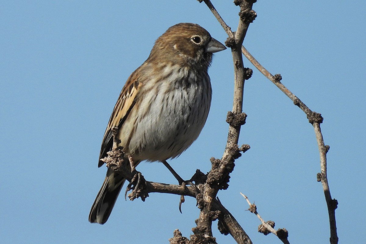 カタジロクロシトド - ML647049584