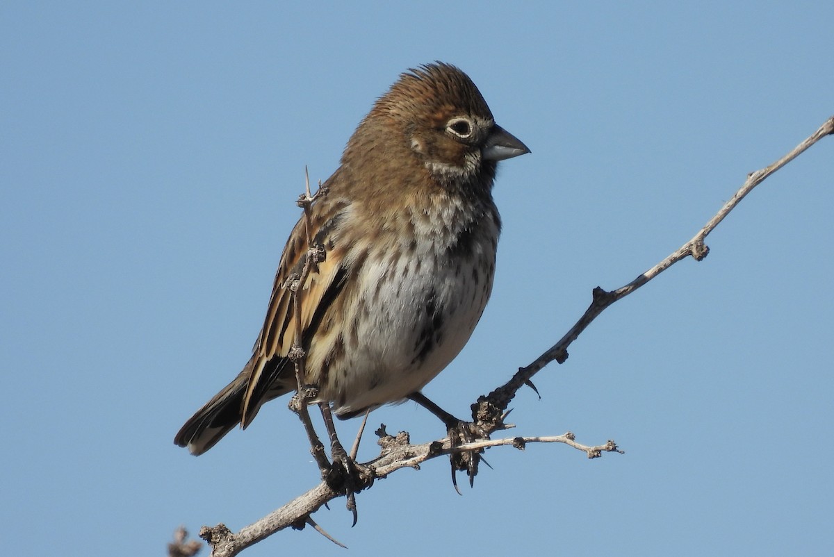 カタジロクロシトド - ML647049590